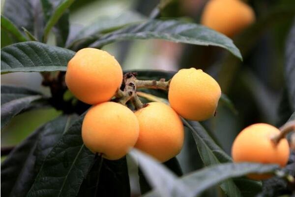 科学家用一辈子为枇杷改名，枇杷原产地到底是中国还是日本?