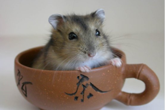 仓鼠快死的七种表现