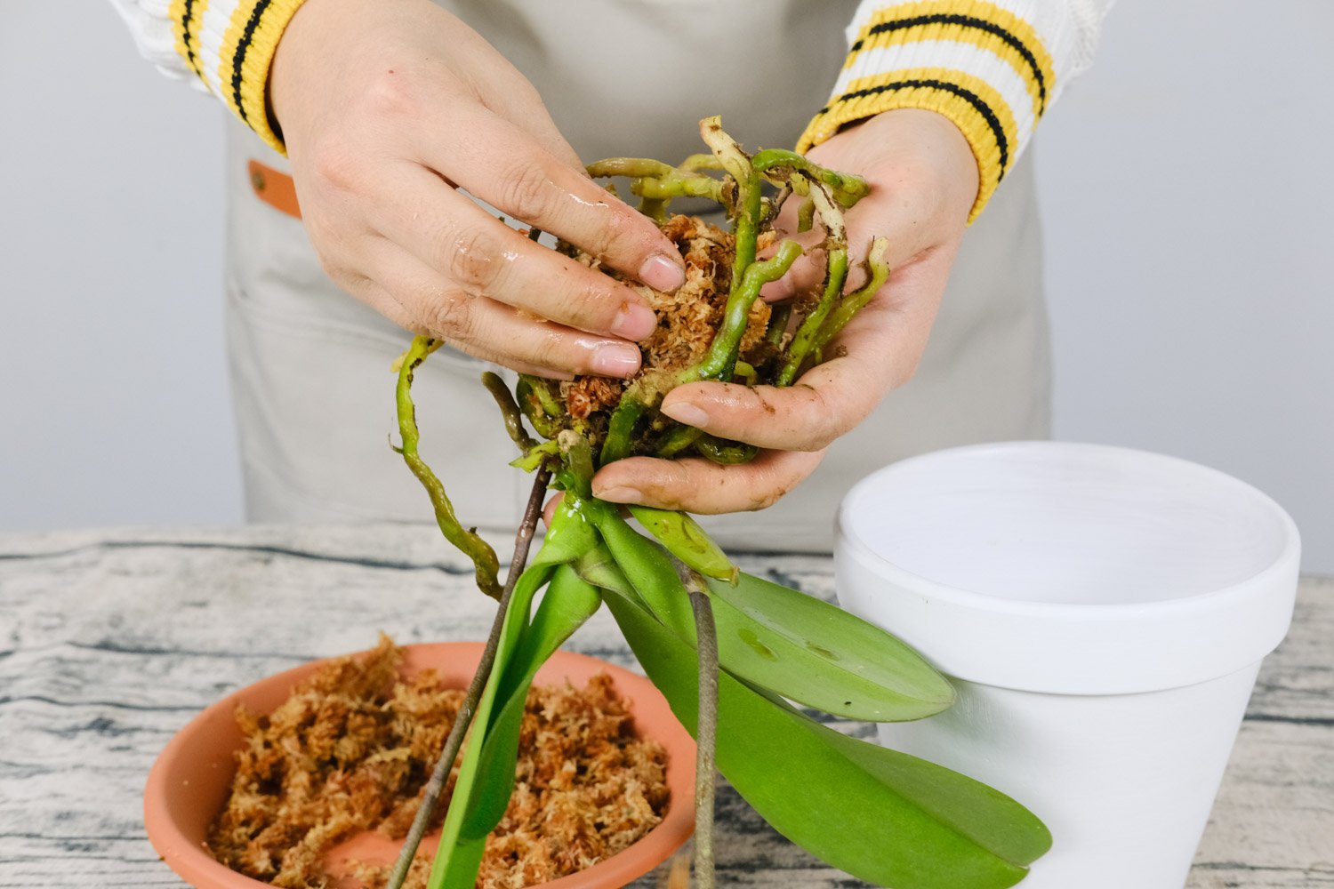 蝴蝶兰在一天中什么时候开花？