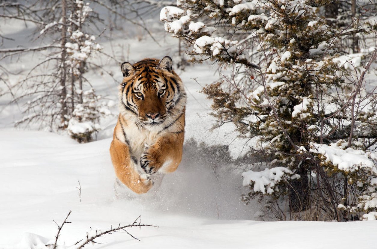 黑龙江被控制老虎将被提取基因,此举的原因是什么?