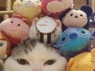 午夜伤心的玫瑰是什么梗