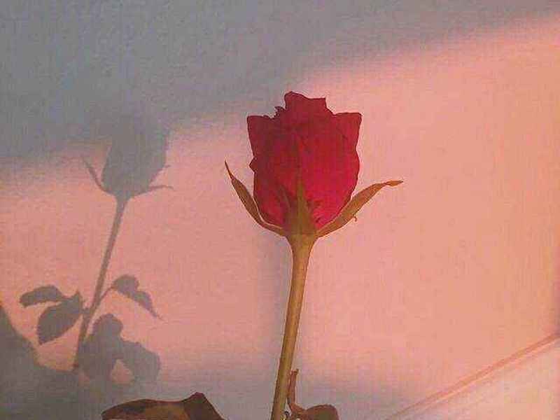 平安喜乐下一句是什么？