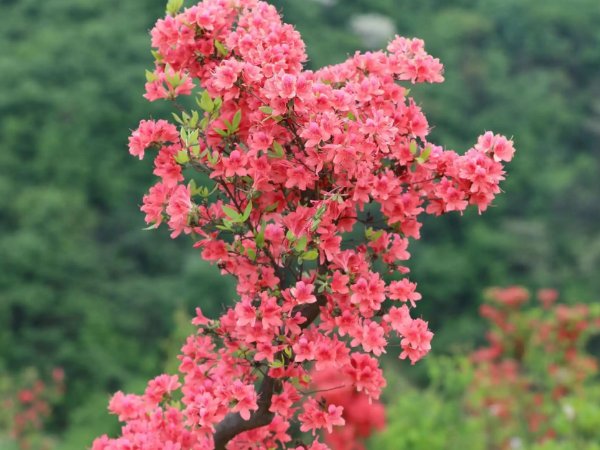 映山红与杜鹃花有啥区别