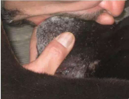 狗狗异物卡住怎么办 观察狗狗很重要