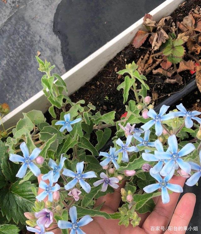 植物27，这是什么花？