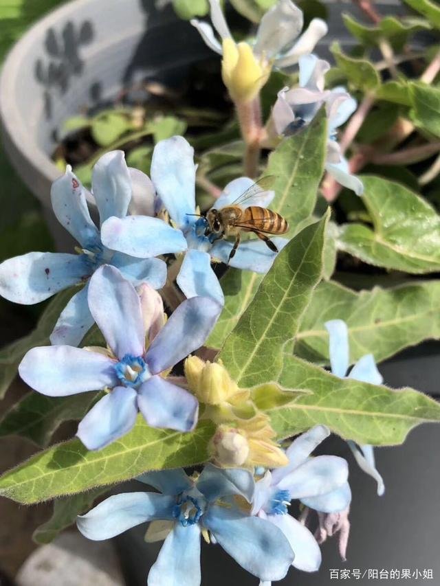 植物27,这是什么花?