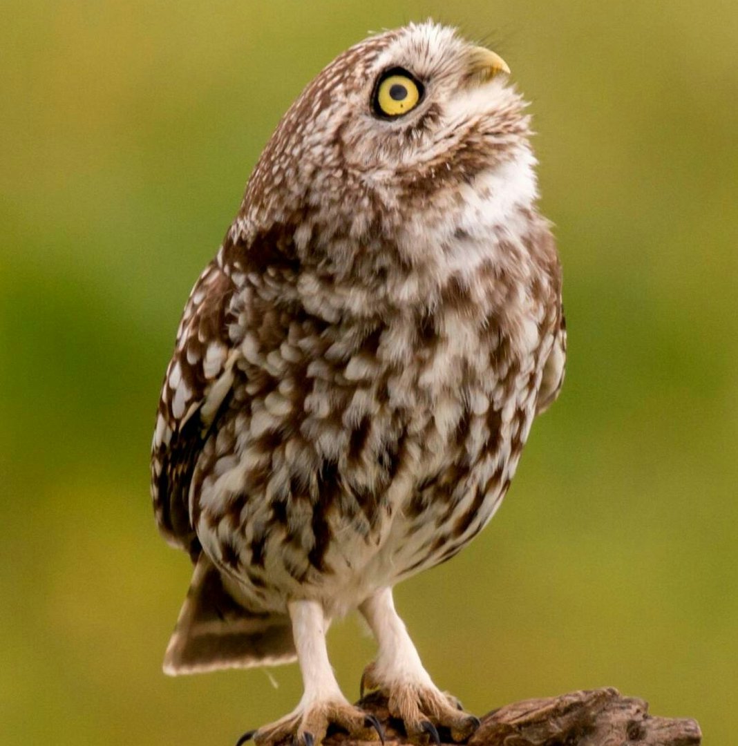 46已婚男说马屁没拍到拍到驴蹄子去了什么意思？