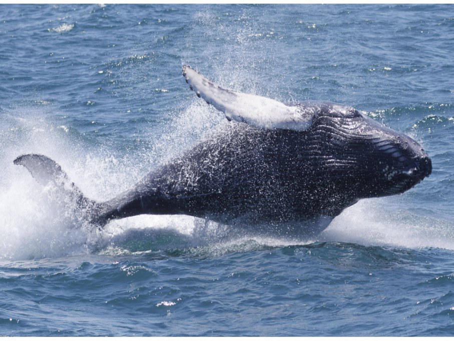 座头鲸怎么捕猎