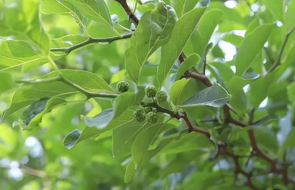 柘的意思和读音