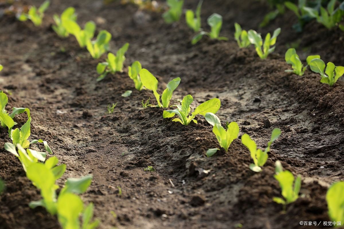 上海市已抢种蔬菜面积达8万多亩，是否能解决当下的困局？