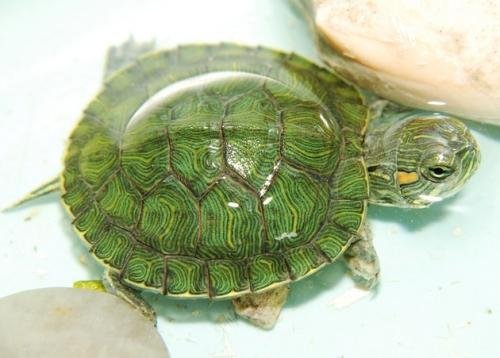 乌龟拼音怎么打?