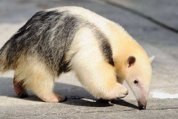 什么动物没有利齿？