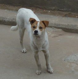 郑州一小区的流浪狗遭几名保安断头扒皮，保安这么做的原因是什么？