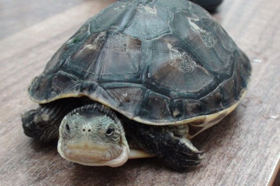 乌龟冻成冰了会活么?