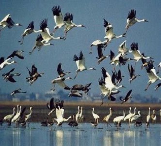 候的笔顺怎么写笔画