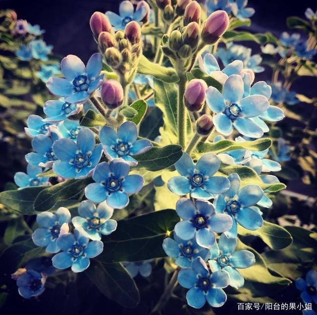 植物27,这是什么花?