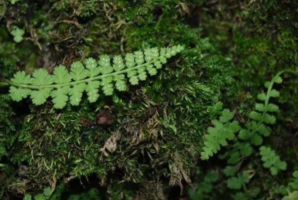 在自然界中满江红指的是什么