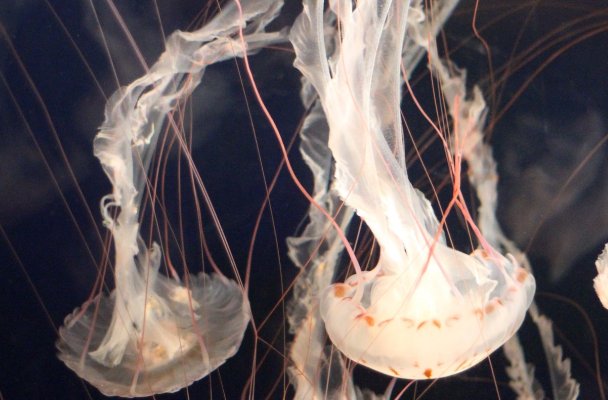 澳大利亚深海拍到47米长管状水母是真的吗？咋那么长？