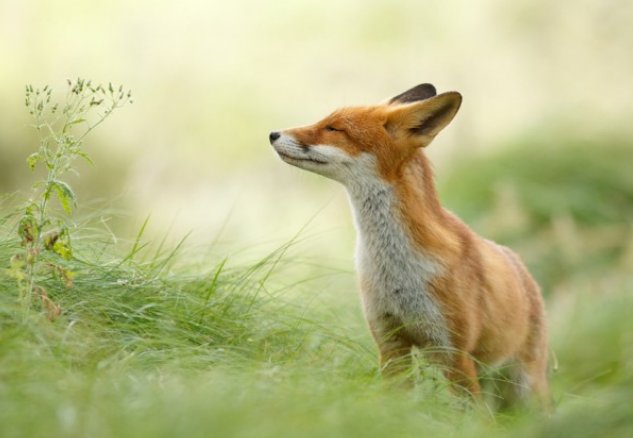 什么叫做狡猾呢?