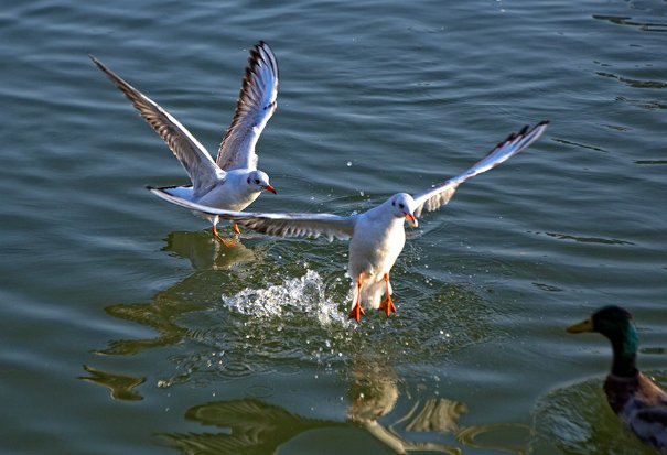 嬉戏是什么意思解释