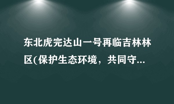 东北虎完达山一号再临吉林林区(保护生态环境,共同守护国宝。)