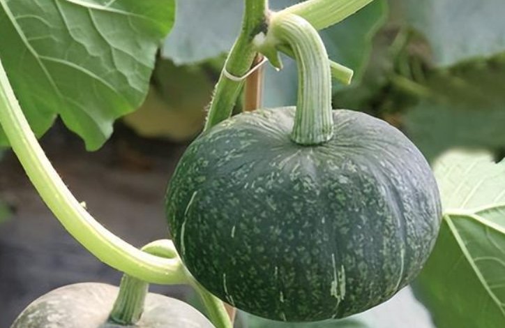 可恶!女子千余亩南瓜频遭附近老人组团偷窃,他们为何专挑这家下手?