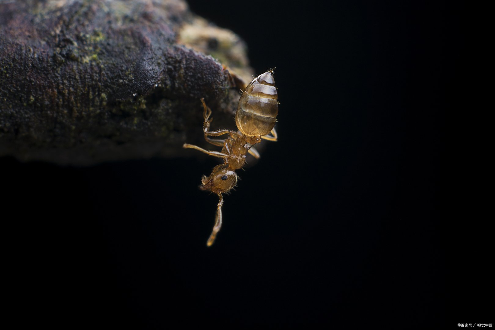 “僵尸蚂蚁”真的存在吗，是什么细菌感染的？