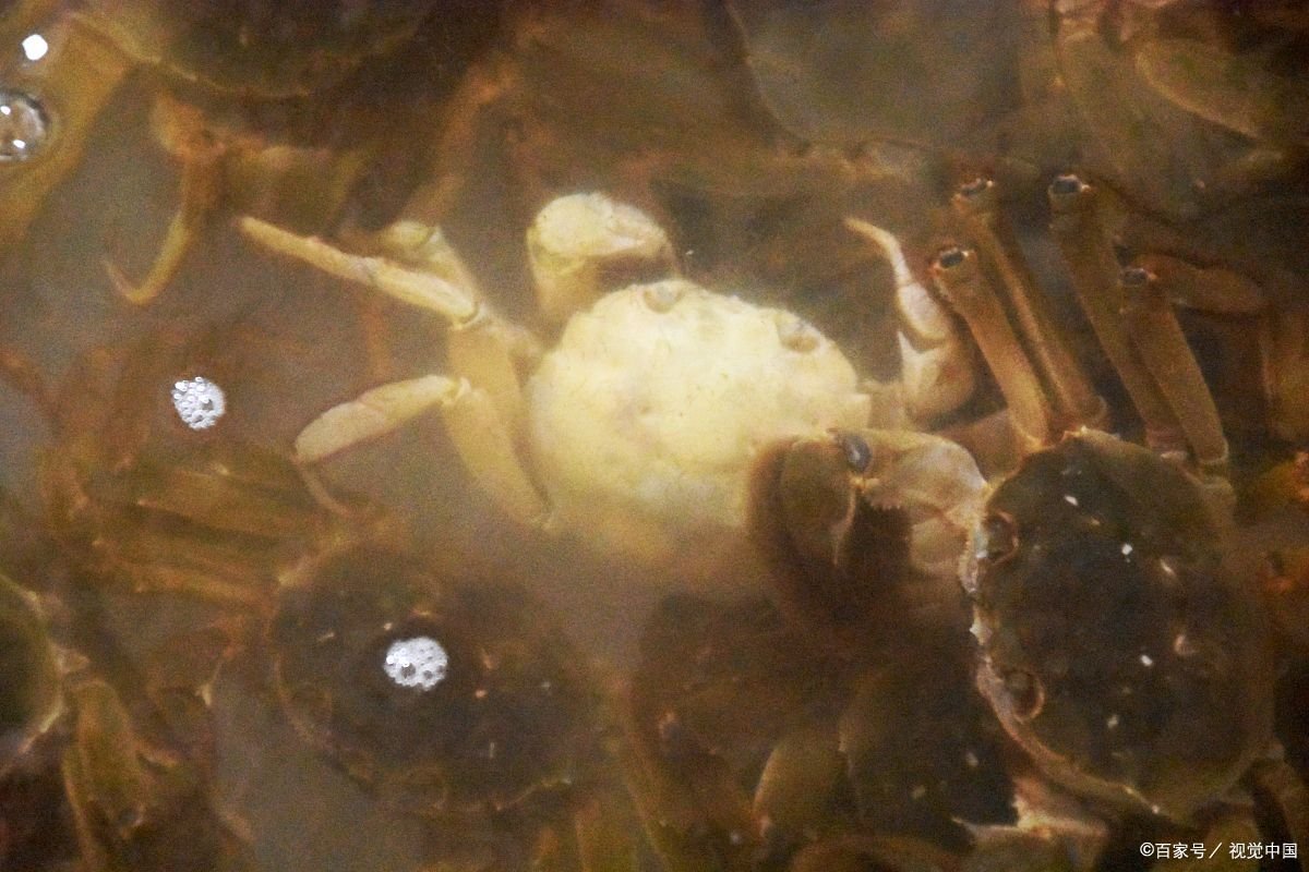 螃蟹可以放冰箱保鲜几天