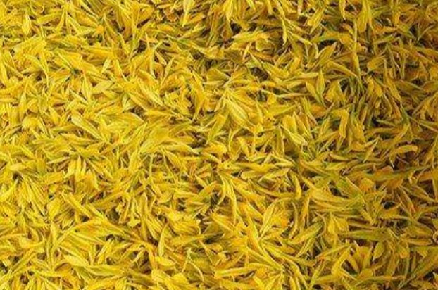 黄金芽第一泡要倒掉吗