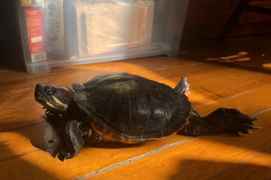 乌龟冻成冰了会活么?