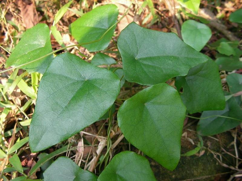 能抑制新冠的千金藤素到底是什么来头?以前被作用于什么?