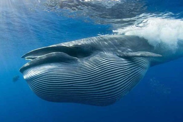 什么动物没有利齿？