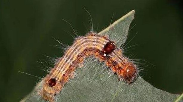 蜀的拼音怎么读