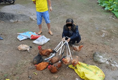 重庆多名农户家中所养的鸡被盗，盗贼是如何让百只鸡一声未叫的？