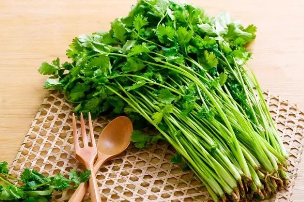 香菜为何叫断阳草