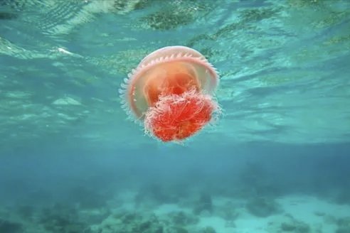 jellyfish什么意思