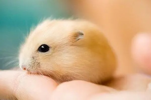 山清水秀代表什么生肖和动物