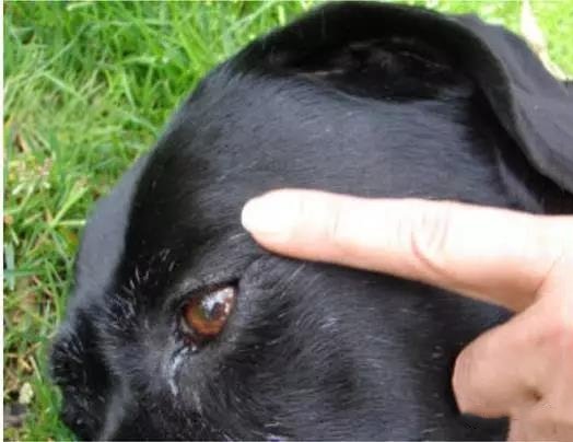 狗狗异物卡住怎么办 观察狗狗很重要