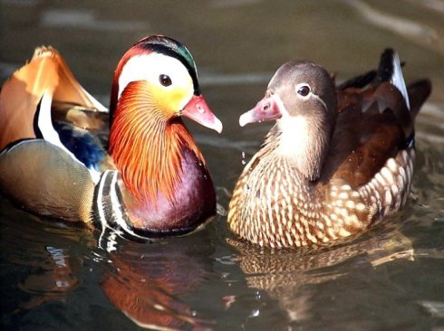 鸳鸯有什么词语吗？比如鸳鸯戏水