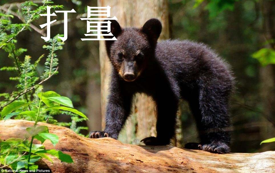 打量是什么意思？