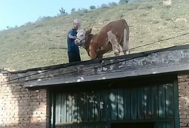 内蒙古一头牛跳上房顶奔跑，最终是如何脱险的？