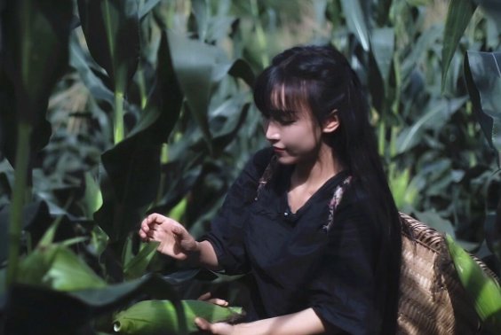 网红李子柒“停更”55天，助理说出了其中原因，原因是什么呢？