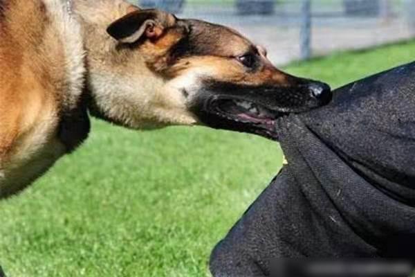 重庆男童被恶犬伤害，其父接受55万和解，养狗应该注意哪些规矩？