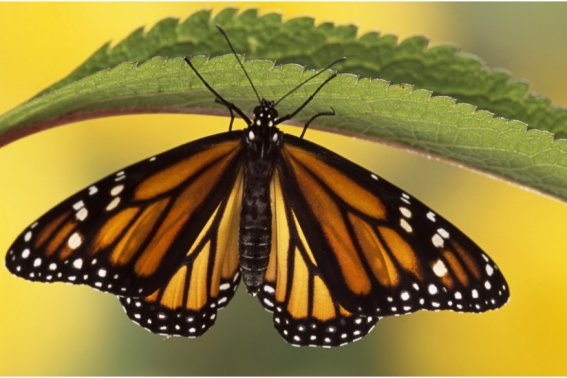 蝶的拼音是什么