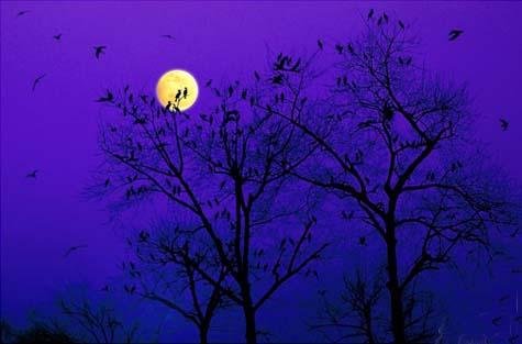 《乡下人家》描绘了那几幅图，体现了乡村生活的什么什么特点？