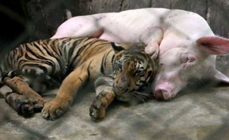 扮猪吃老虎是什么意思？