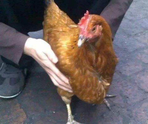 重庆多名农户家中所养的鸡被盗，盗贼是如何让百只鸡一声未叫的？