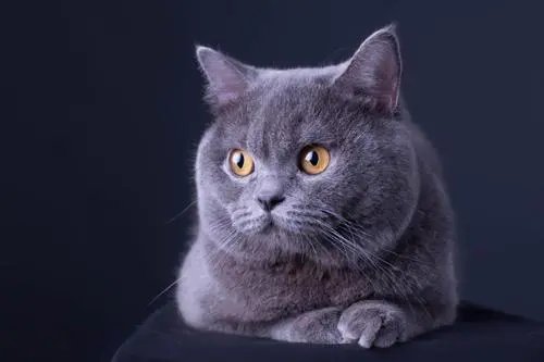 广东女孩推门夹死小猫，家长将带她看心理医生，你觉得她需要心理疏导吗？