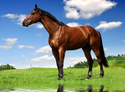 乌头马角是什么意思