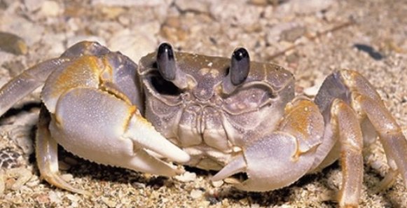 螃蟹为什么是横着走的？